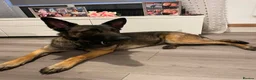 Belgian Shepherd Dog dogs for sale: Agatha  - Advert 1