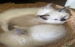 Ragdoll cats for sale: Beautiful litter of Ragdoll baby’s! 🐱🤍🐱 - Image 5
