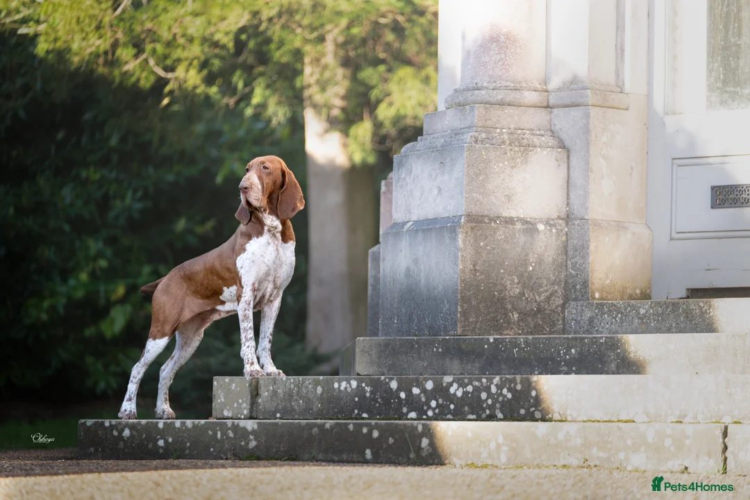Bracco Italiano dogs for sale: One female puppy available for reservation  - Advert 4