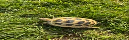 Tortoise reptiles for sale: Horsefield tortoise  in Ellesmere Port - Advert 2