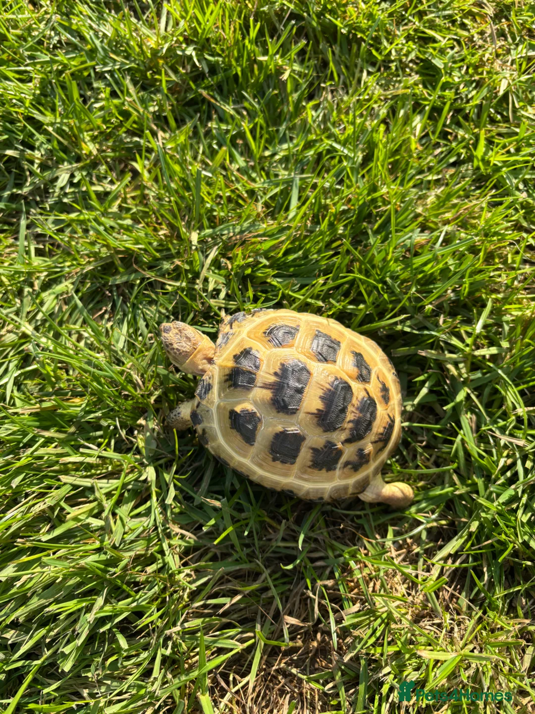 Tortoise reptiles for sale: Horsefield tortoise  in Ellesmere Port - Advert 2