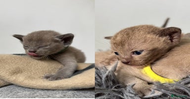 Burmese cats - Advert 9