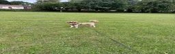 Cavapoo dogs for stud: cavapoo male stud in Wingate - Advert 3