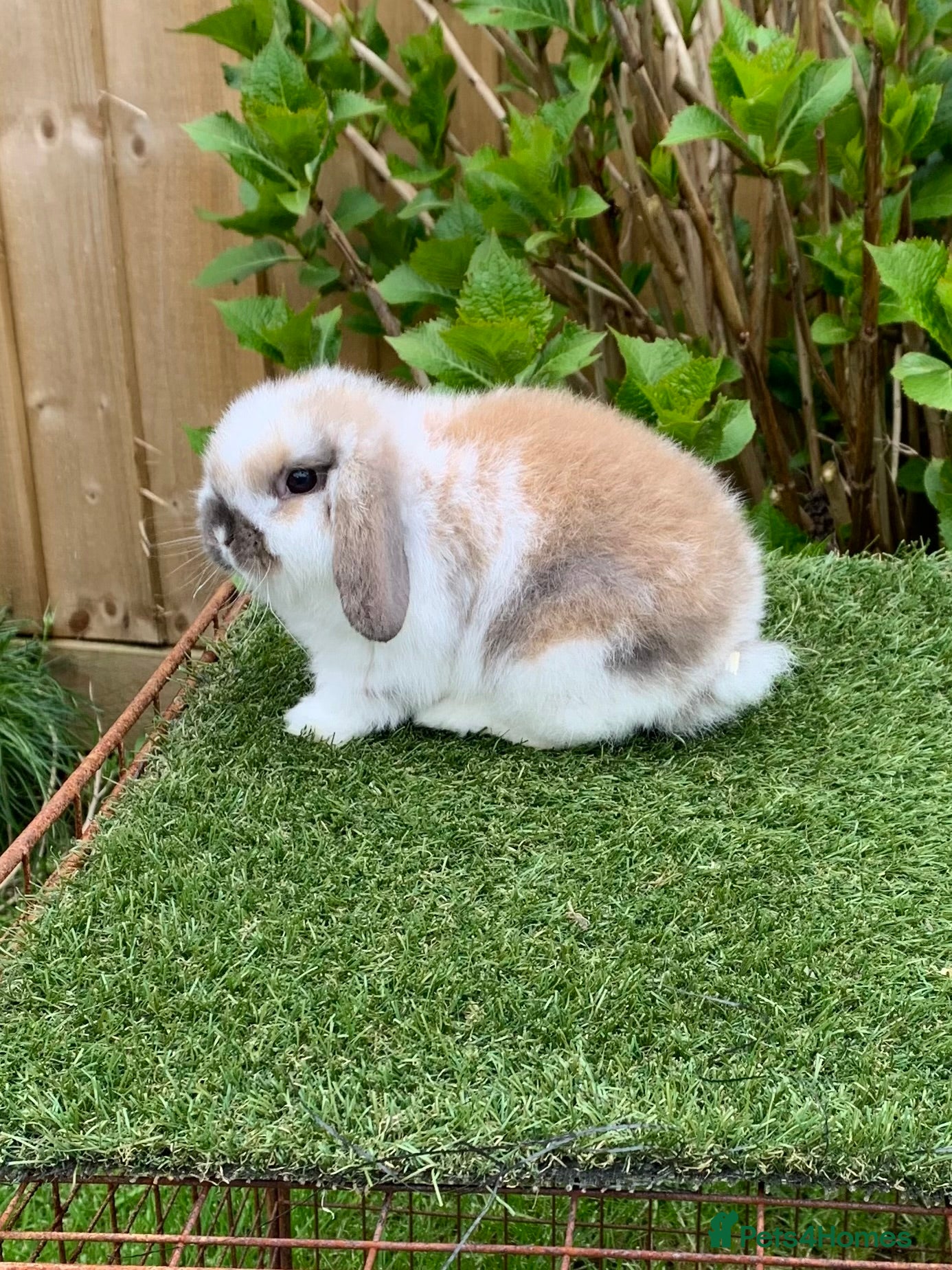 Mini Lop rabbits Pure bred mini lop baby Rabbit - Advert 3