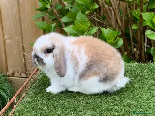 Mini Lop rabbits Pure bred mini lop baby Rabbit - Advert 3