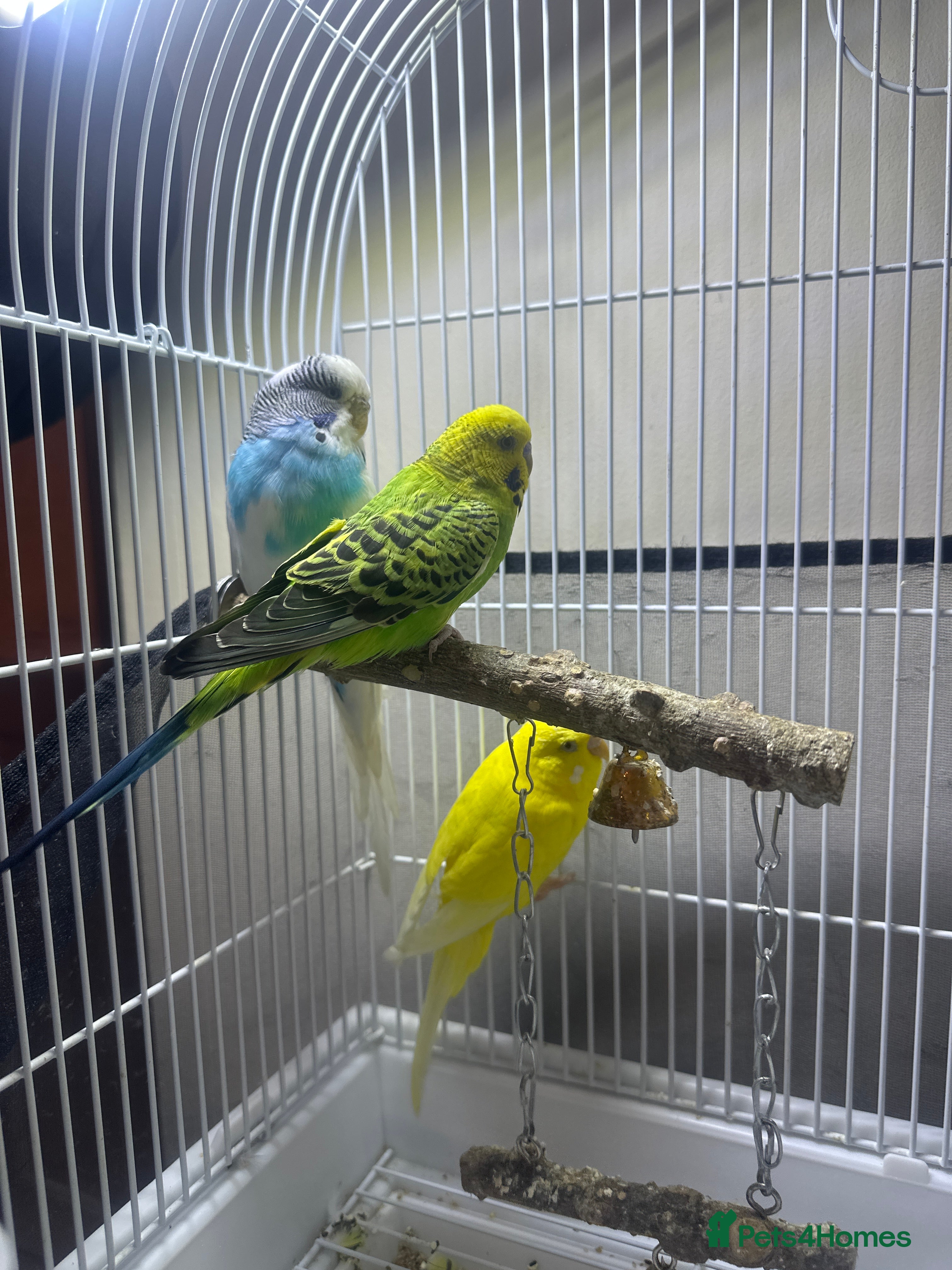 Budgerigars birds I am selling my parrots. - Advert 4