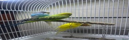 Budgerigars birds for sale: I am selling my parrots. - Advert 1