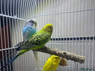 Budgerigars birds I am selling my parrots. - Advert 2