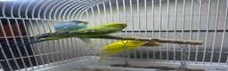 Budgerigars birds for sale: I am selling my parrots. - Advert 1