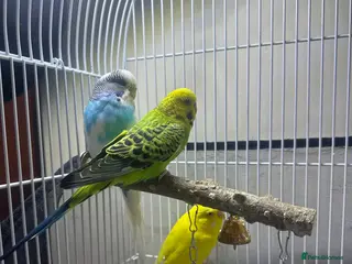 Budgerigars birds I am selling my parrots. - Advert 18