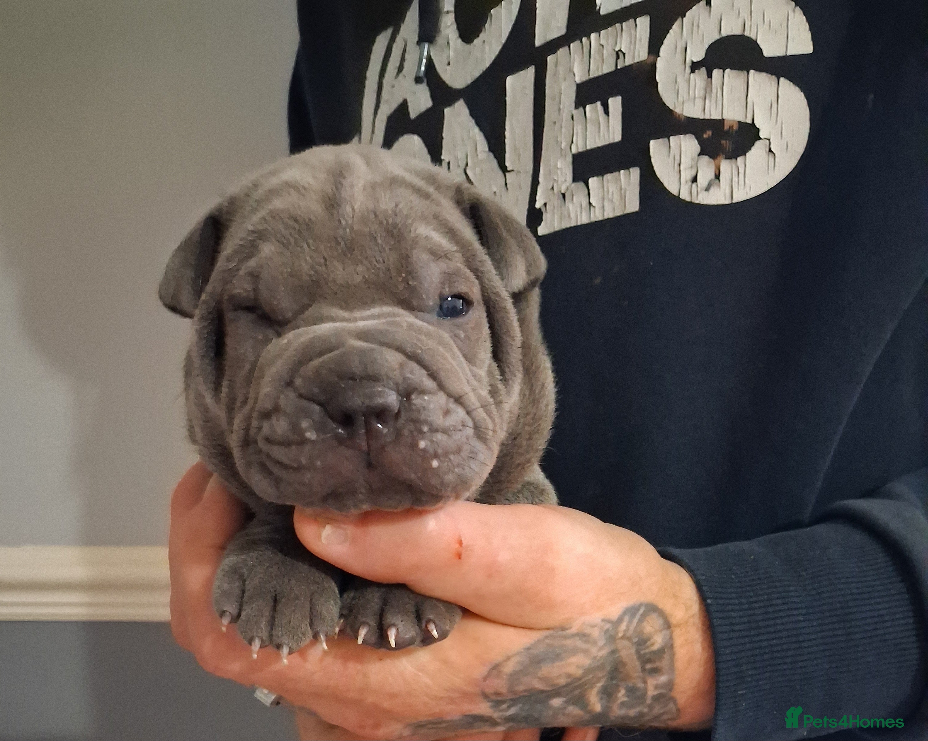 Staffordshire Bull Terrier dogs Blue staffy x sharpei  - Advert 1