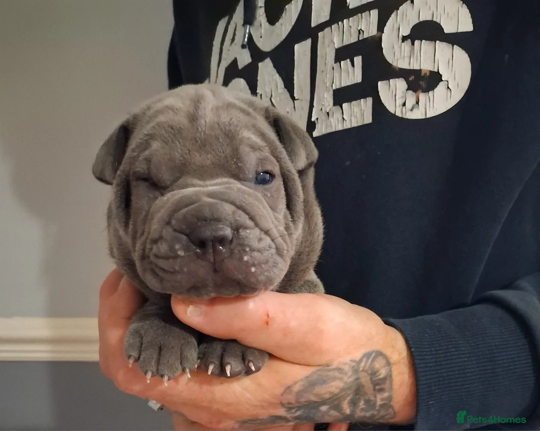 Staffordshire Bull Terrier dogs for sale: Blue staffy x sharpei  - Advert 1