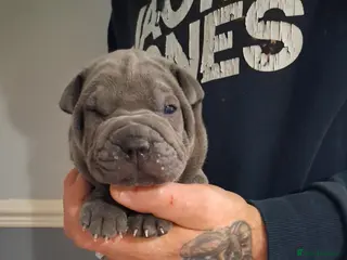 Staffordshire Bull Terrier dogs Blue staffy x sharpei - Advert 1