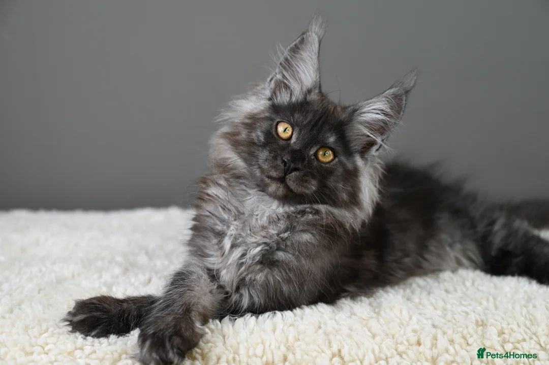 Maine Coon cats for sale: 🧬 STUNNING KITTENS - TICA REGISTERED 🎖️ - Advert 2