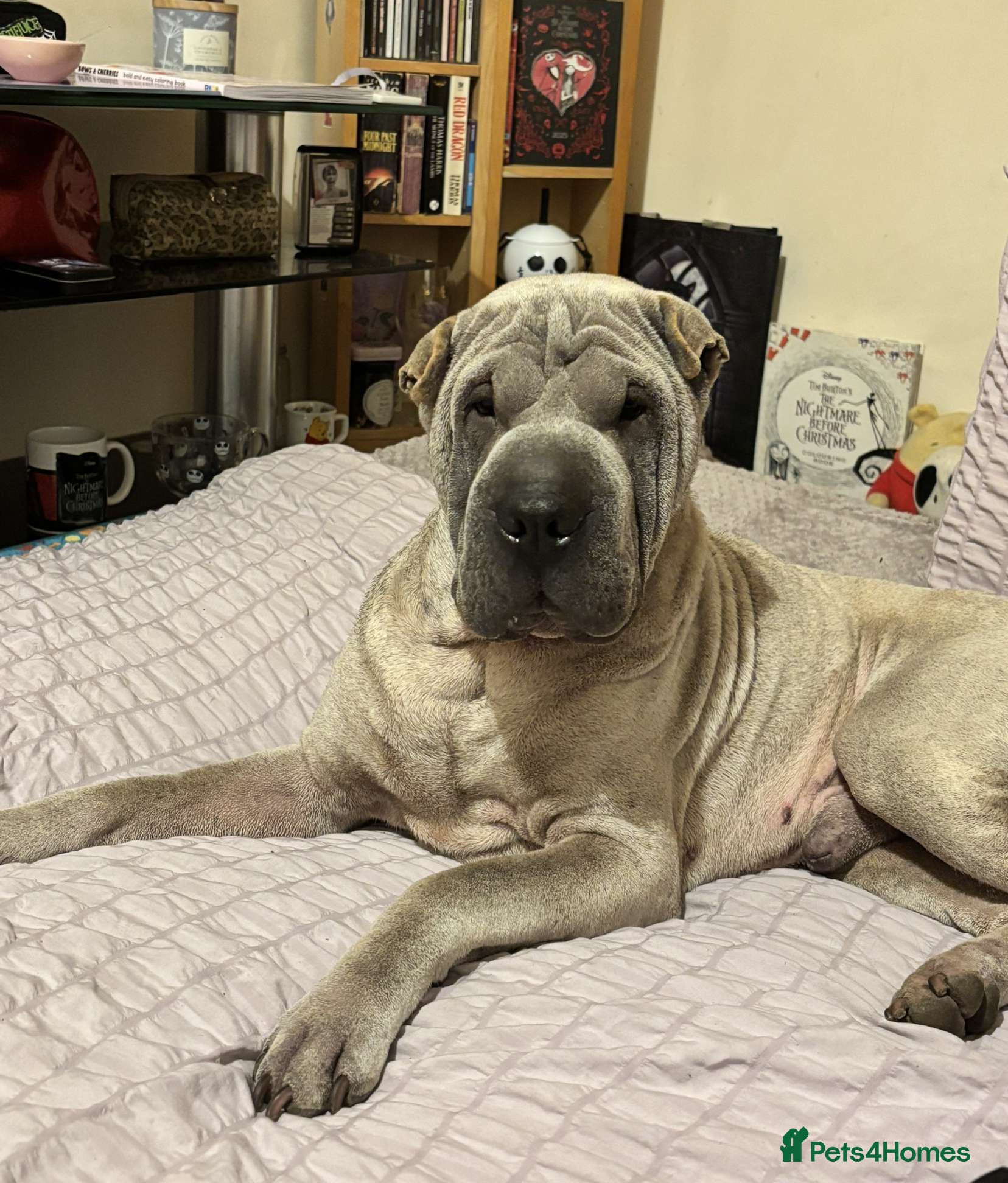 Shar Pei dogs Shar Pei Blue Male  - Advert 1