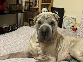 Shar Pei dogs Shar Pei Blue Male - Advert 2