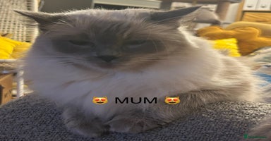 Ragdoll cats - Advert 3