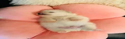 Pomeranian dogs for sale: KC white pomeranian pups ready now !  - Advert 25