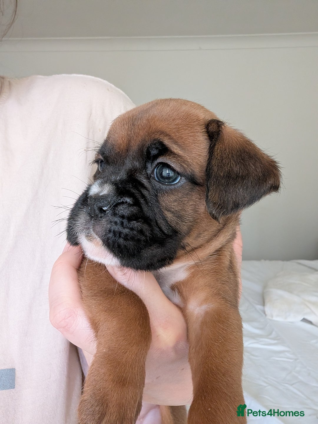 Boxer dogs for sale: Beautiful black mask bobtail/tailed boxer puppies  - Advert 27