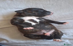 Mixed Breed dogs for sale: 2 boy 2 girls springer mixed with staff puppys - Image 23