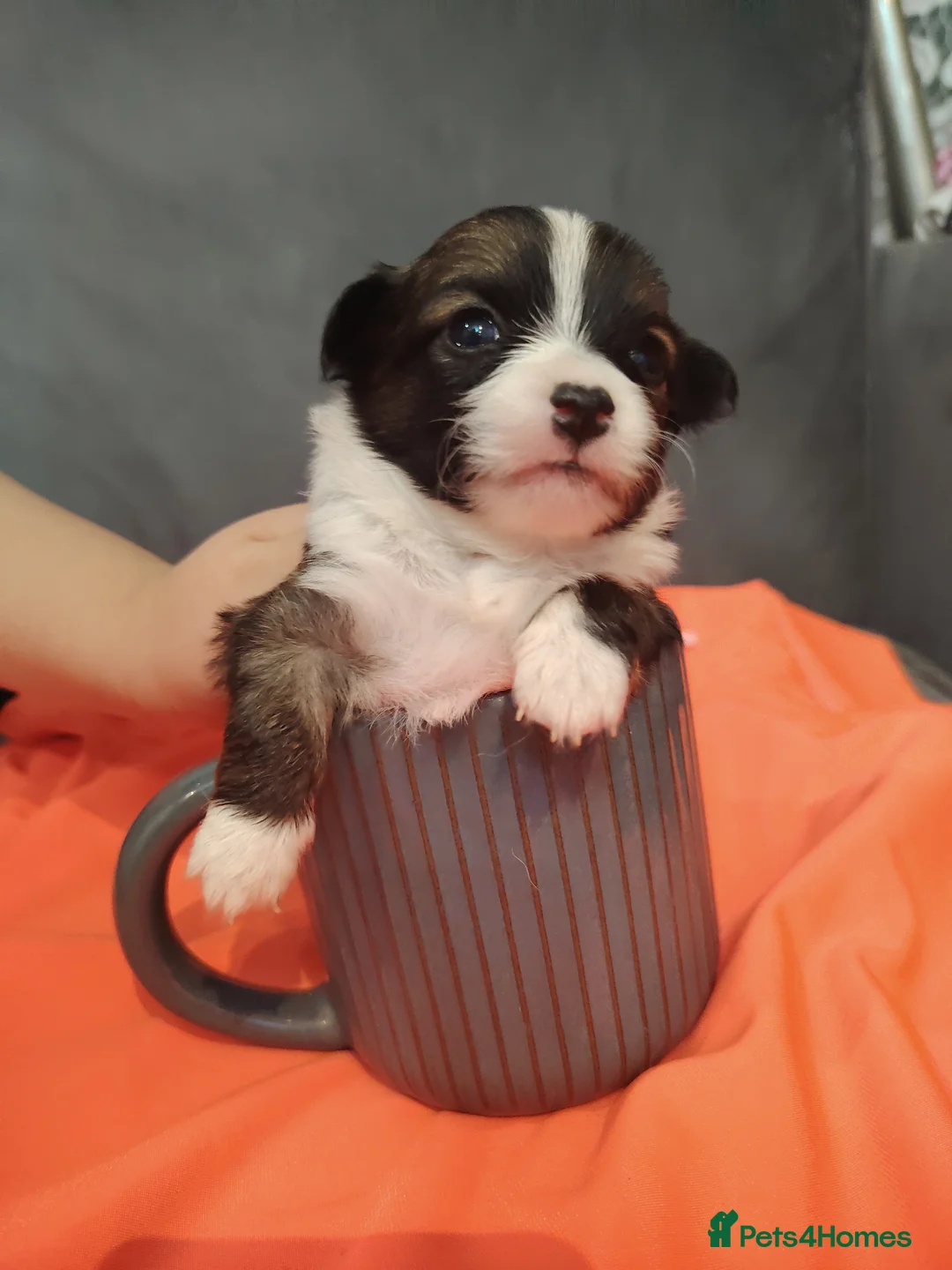 Chihuahua dogs for sale: Mini Chihuahua - Advert 2