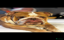 English Bulldog dogs for sale: Rubble the bulldog  - Image 8