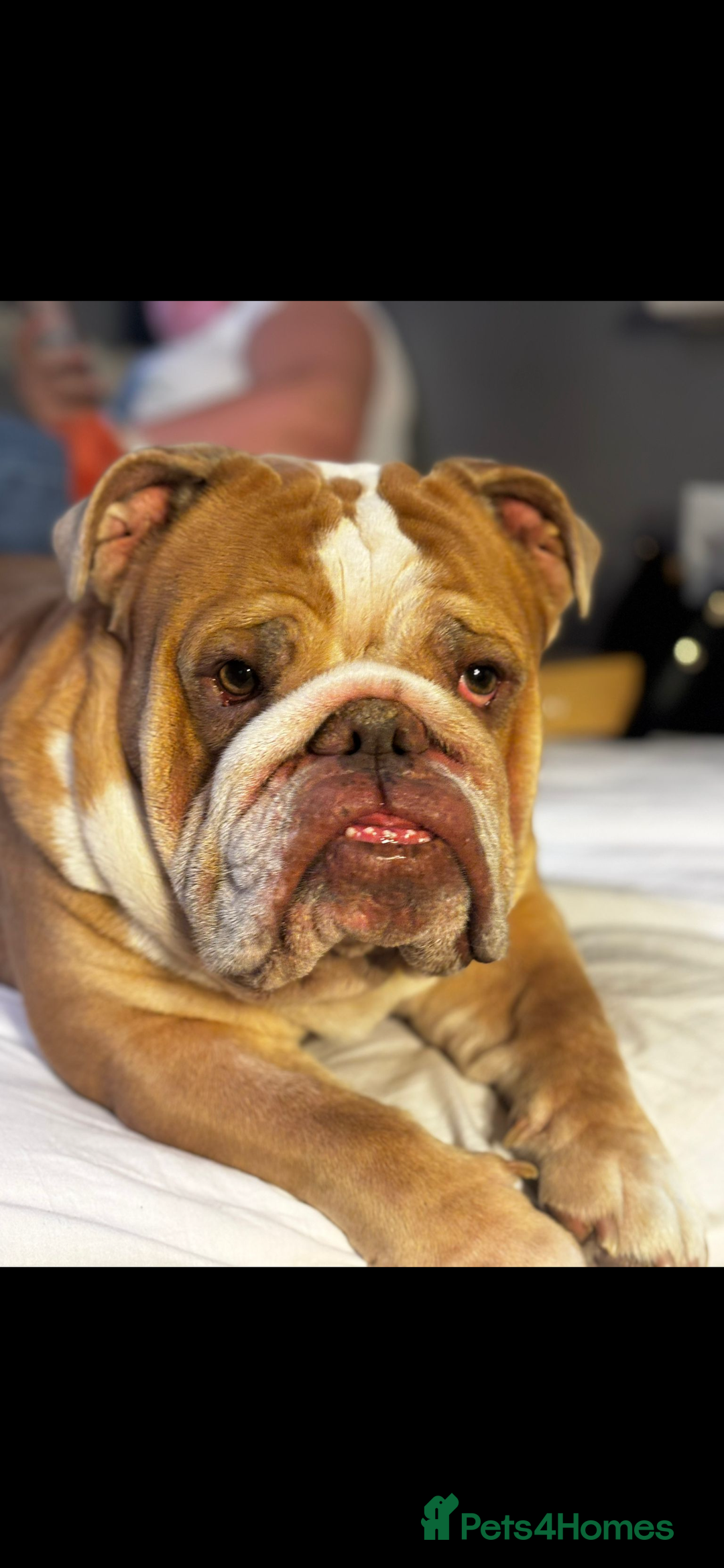 English Bulldog dogs for sale: Rubble the bulldog  - Image 8