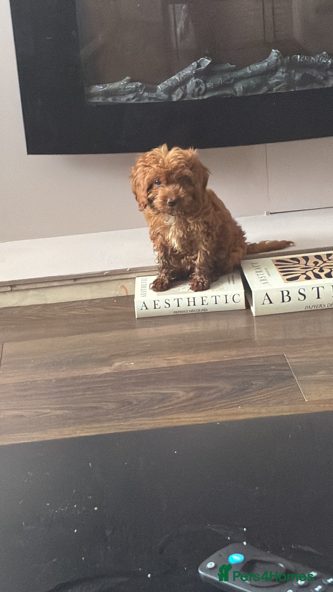 Cockapoo dogs Pippa the cockapoo - Advert 1