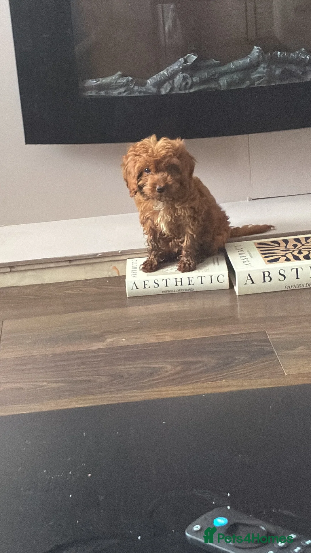 Cockapoo dogs for sale: Pippa the cockapoo - Advert 1