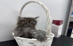 Maine Coon cats for sale: Beautiful Maine coon  - Image 8