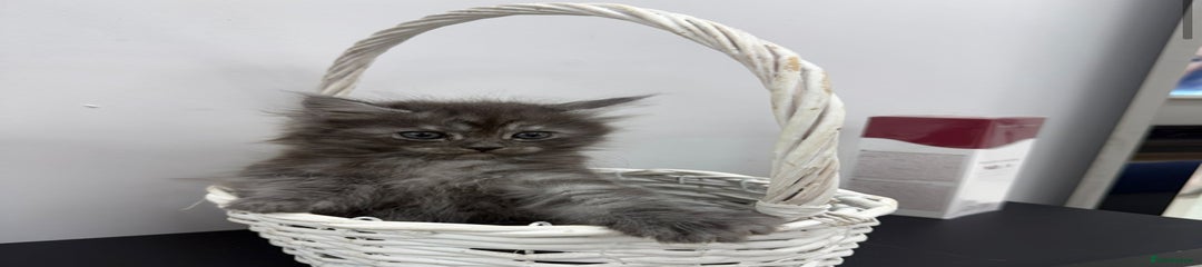 Maine Coon Kitten 5