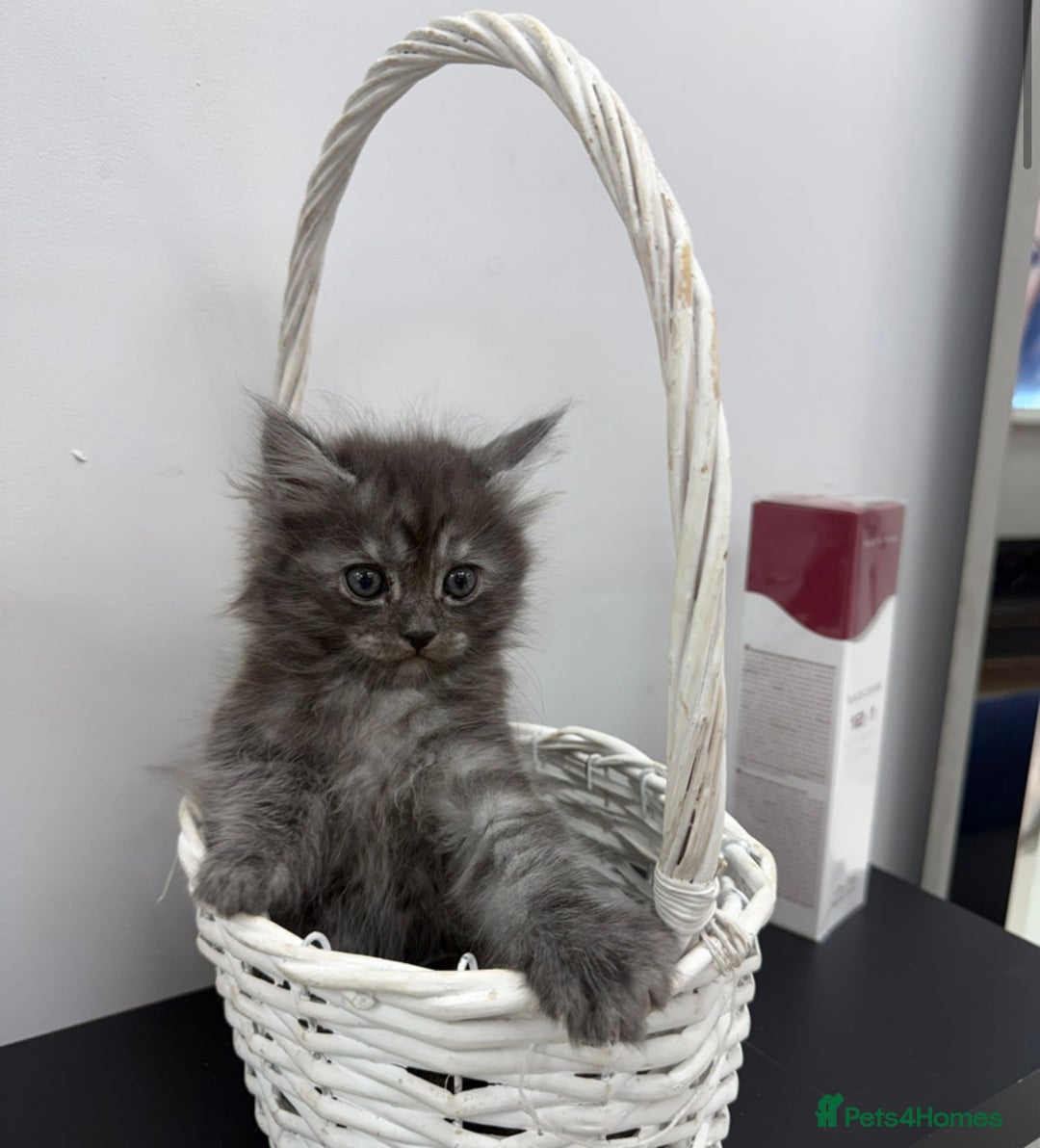Maine Coon cats for sale: Beautiful Maine coon  - Image 8