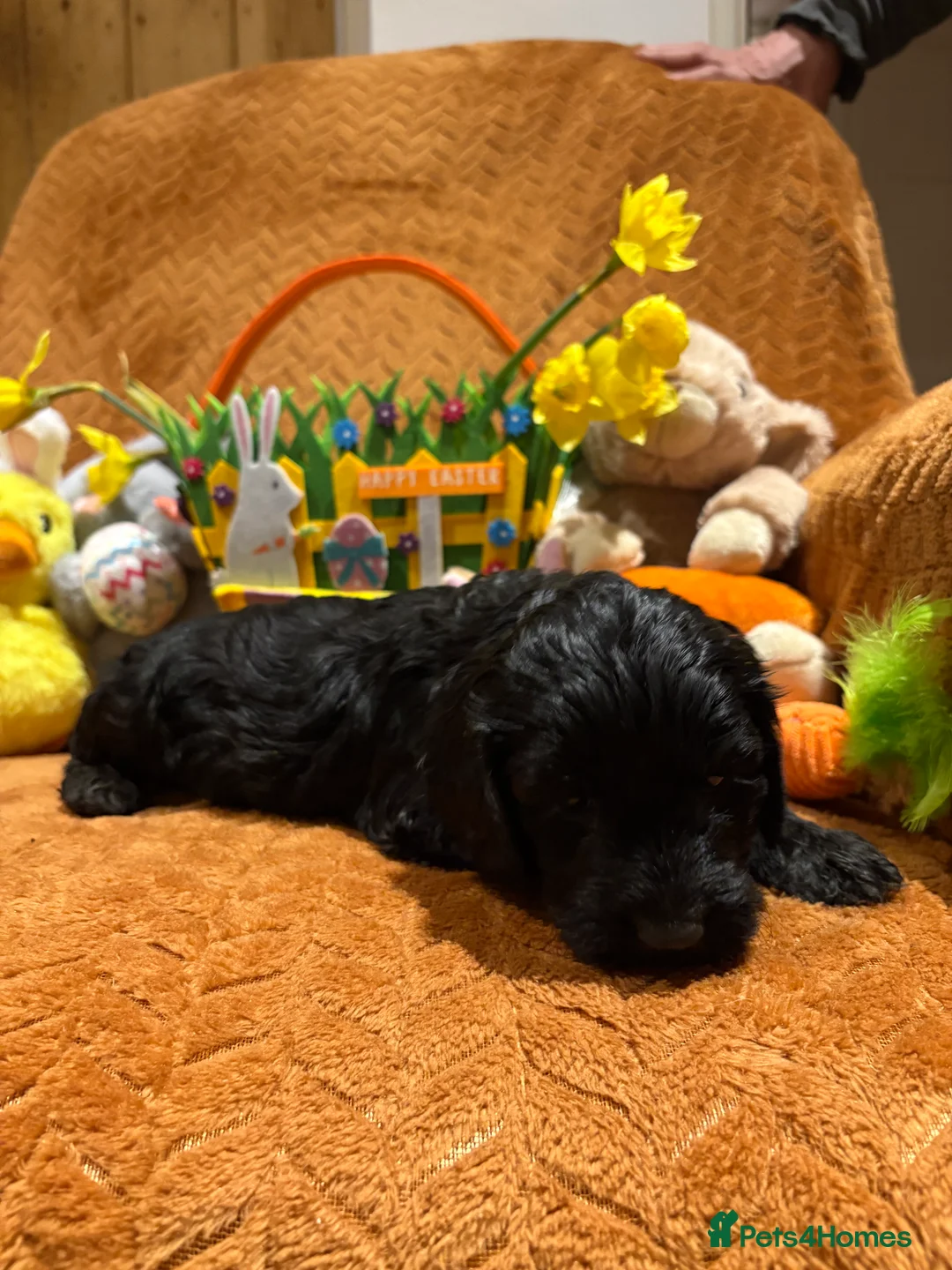Cockapoo dogs for sale: Last boy ready now  - Advert 24