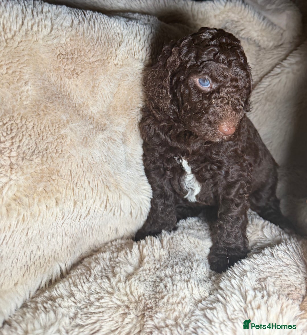 Goldendoodle dogs for sale: Goldendoodles Ready Next Week - Advert 12