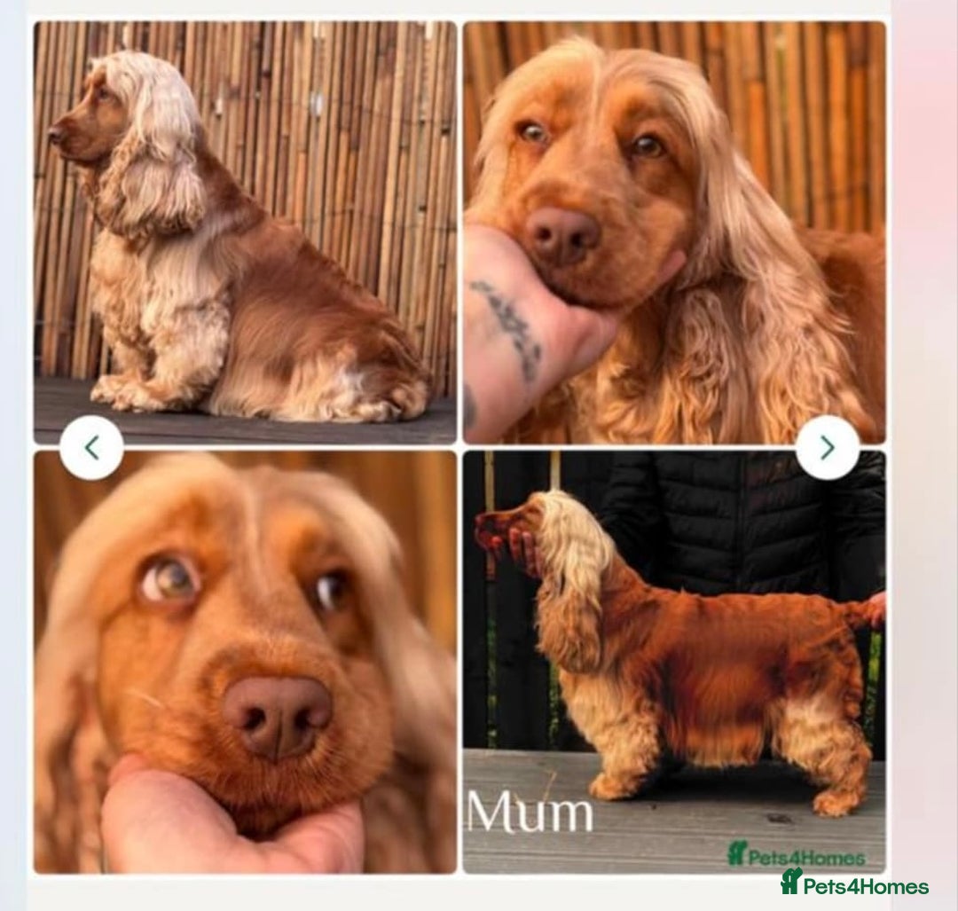 Cocker Spaniel dogs for sale: Cocker Spaniel - Advert 4