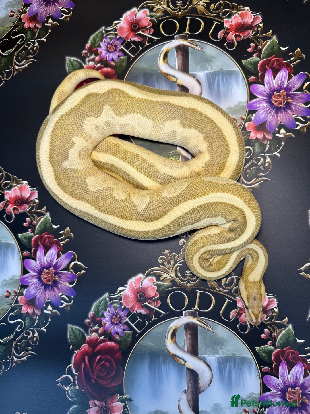 Python Snake reptiles for sale: Selection of royal pythons  - Image 5