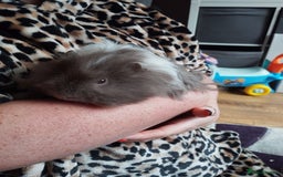 Guinea Pig rodents for sale: 2 young guinea pig girls and cage etc  - Advert 4