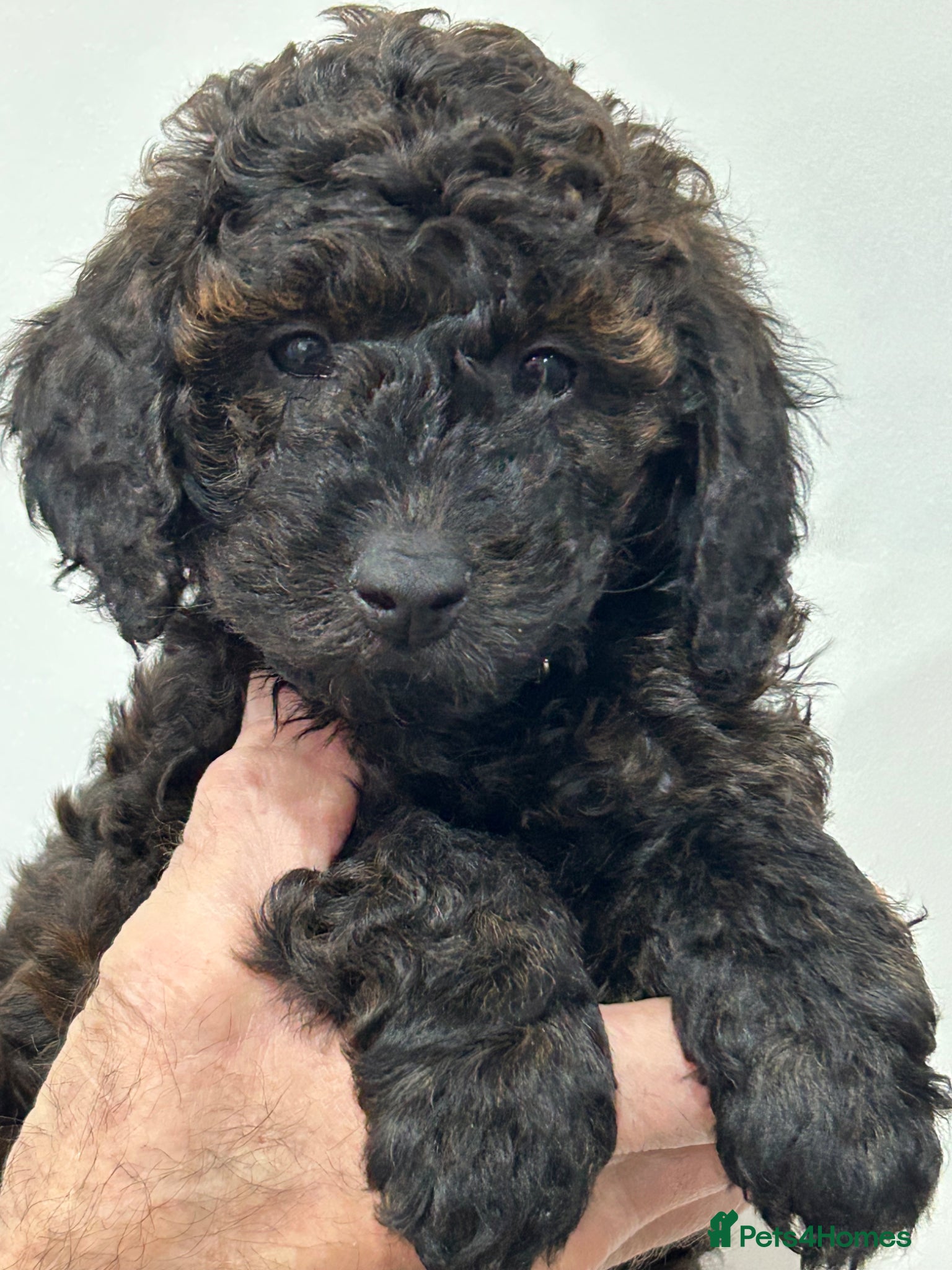 Mini Goldendoodle dogs  Gorgeous GOLDENDOODLES F1b  - Advert 16