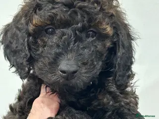 Mini Goldendoodle dogs Gorgeous GOLDENDOODLES F1b - Advert 16