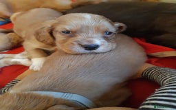 Cocker Spaniel dogs for sale: Kc reg cocker spaniels ready 17th Aug - Image 16