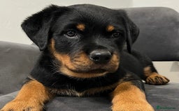 Rottweiler dogs for sale: 🐾 Beautiful Rottweiler Puppies Ready🐾 - Image 5