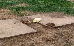 Peafowl poultry for sale: 3 Pea Chicks - Image 3