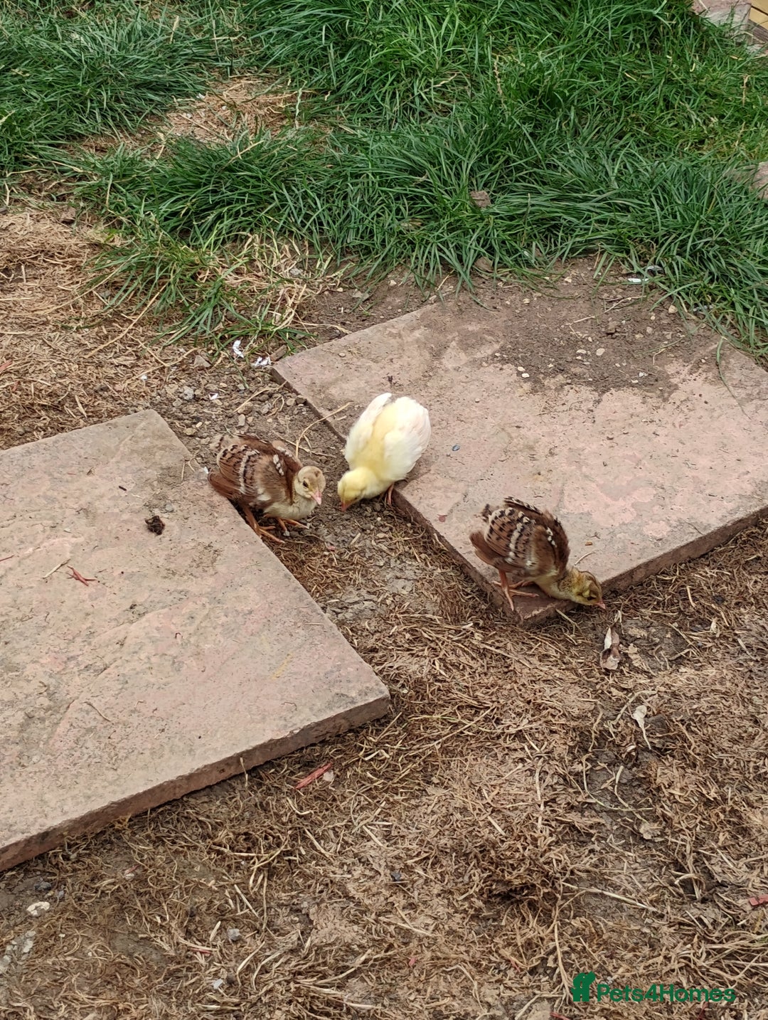 Peafowl poultry for sale: 3 Pea Chicks - Image 3