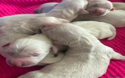 Golden Retriever dogs for sale: Gorgeous Golden retrievers Puppies for new homes - Image 7