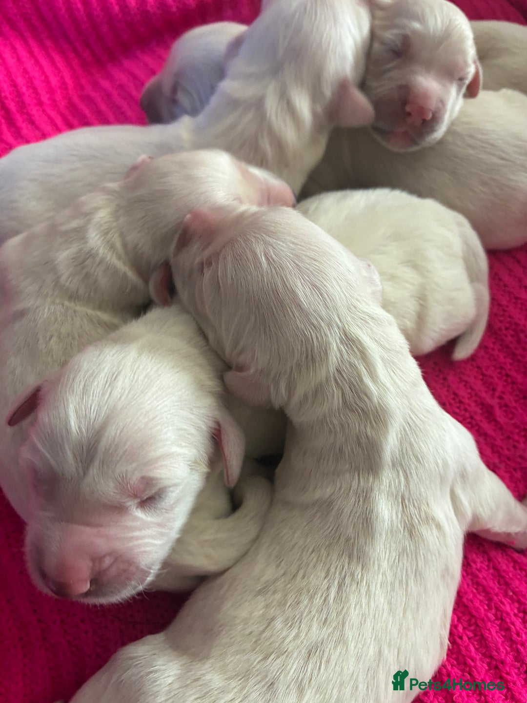Golden Retriever dogs for sale: Gorgeous Golden retrievers Puppies for new homes - Image 7