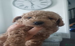 Cockapoo dogs for sale: 3 beautiful cockapoo boys - Image 8