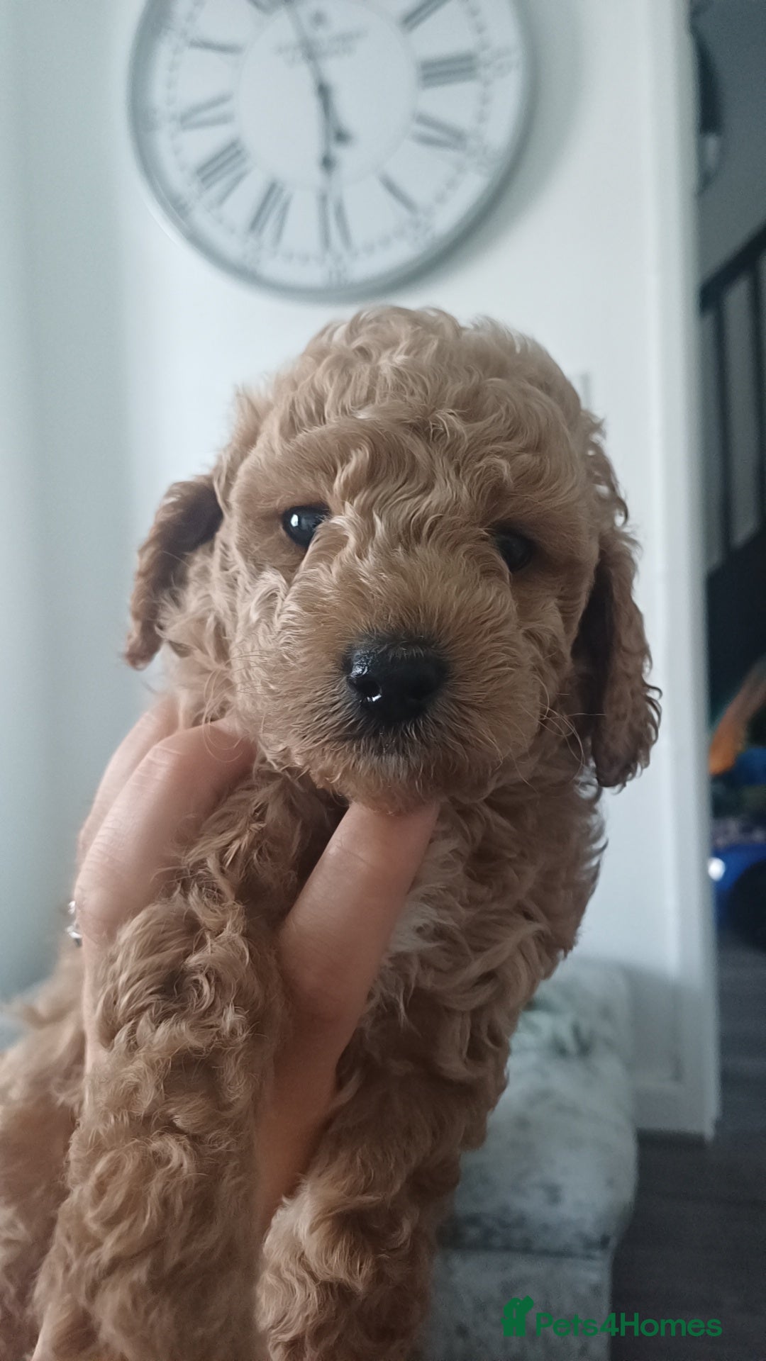 Cockapoo dogs for sale: 3 beautiful cockapoo boys - Image 8