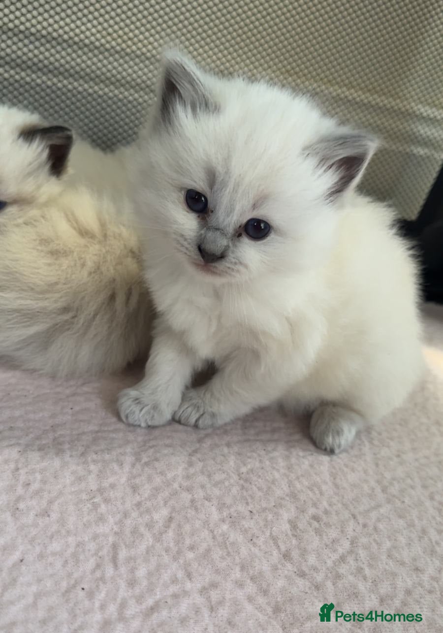 Ragdoll cats Splendid perfect Ragdolls for your love oness - Advert 1