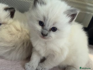 Ragdoll cats Splendid perfect Ragdolls for your love oness - Advert 1