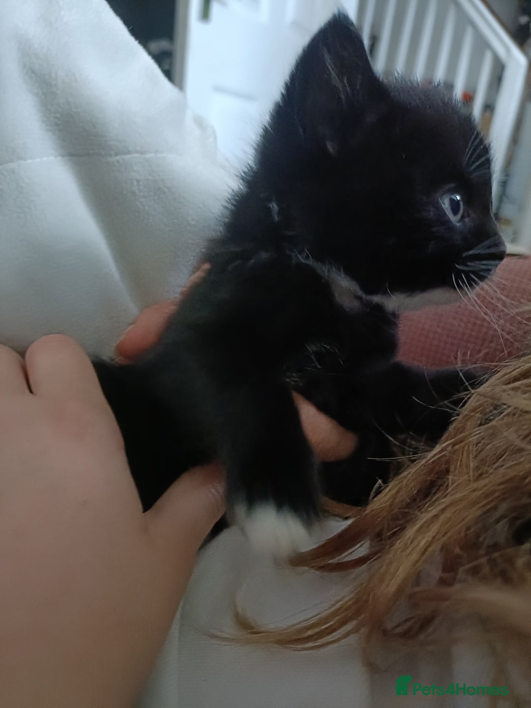 Mixed Breed cats for sale: 4 sweet ghost tabby tuxedo kittens - Image 28